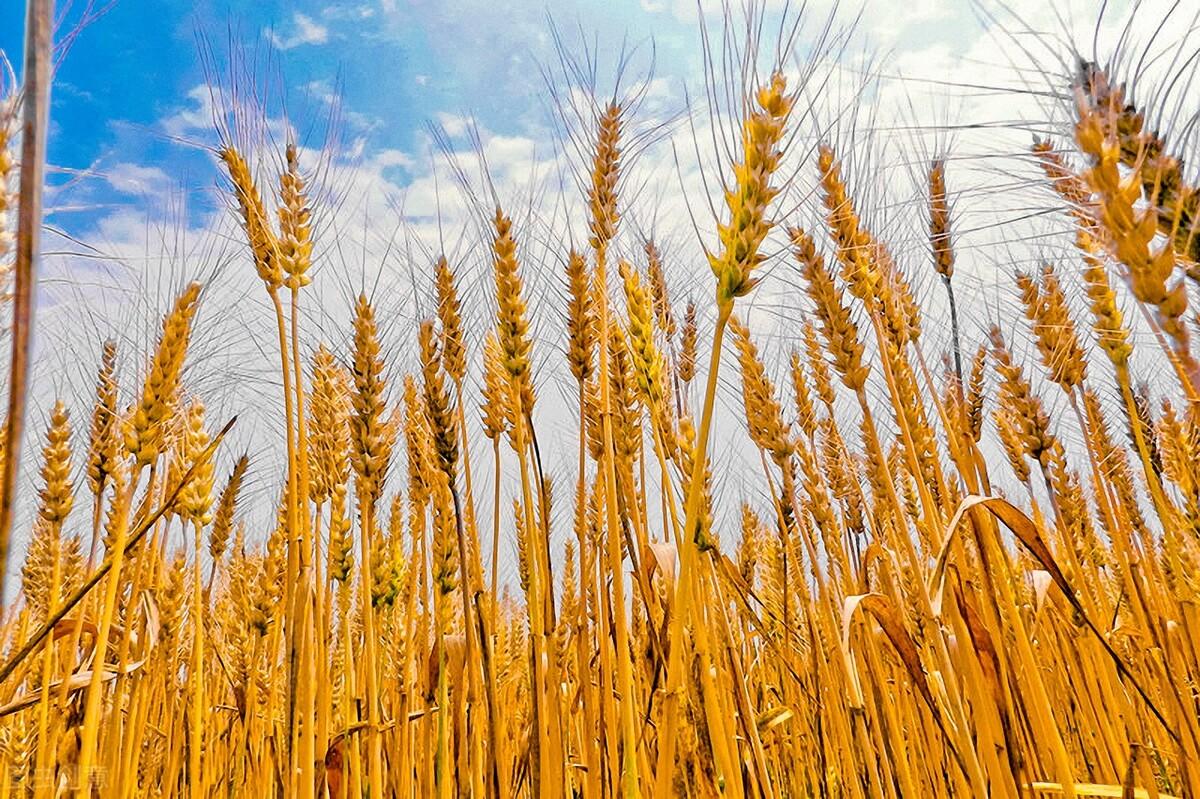 小麦最新价格揭秘与行情分析🌾