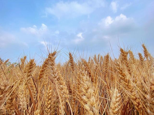 今日小麦价格最新行情报告