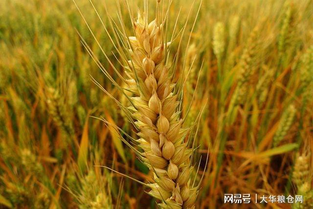 今日小麦价格行情更新，最新消息汇总