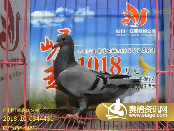 四川红军公棚最新公告发布