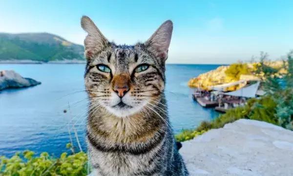 猫咪社区最新版，您的爱猫天堂打造计划启动！