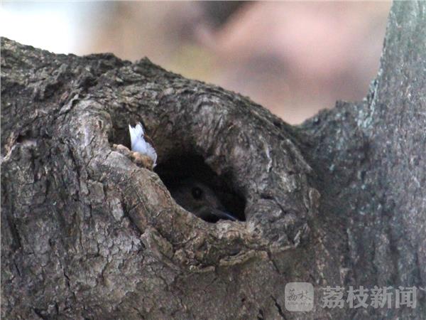 揭秘南京最新鸟洞，背景、事件与影响全解析