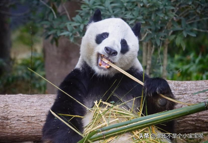 绩笑最新视频，观看与技能学习步骤指南