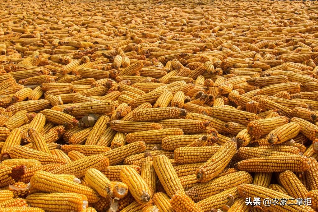 南阳玉米最新行情概览