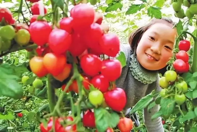 大番茄最新，自然美景探险之旅，探寻内心平和与宁静的旅程