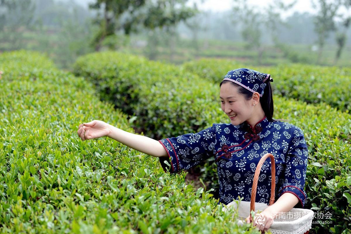 最新采茶歌，茶园里的欢乐旋律