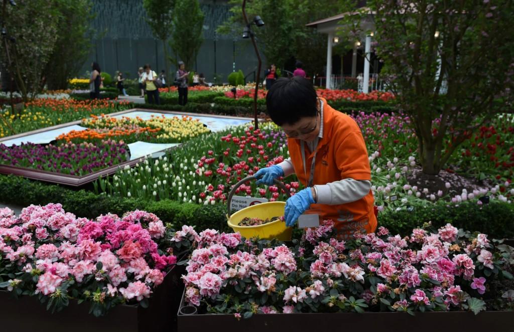 探索时尚前沿的蘑菇园艺热潮，最新蘑菇花园指南