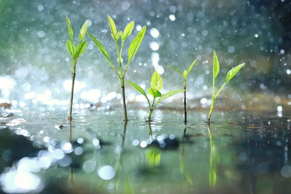 最新雨水,最新雨水，一场自然美景的鼓舞之旅