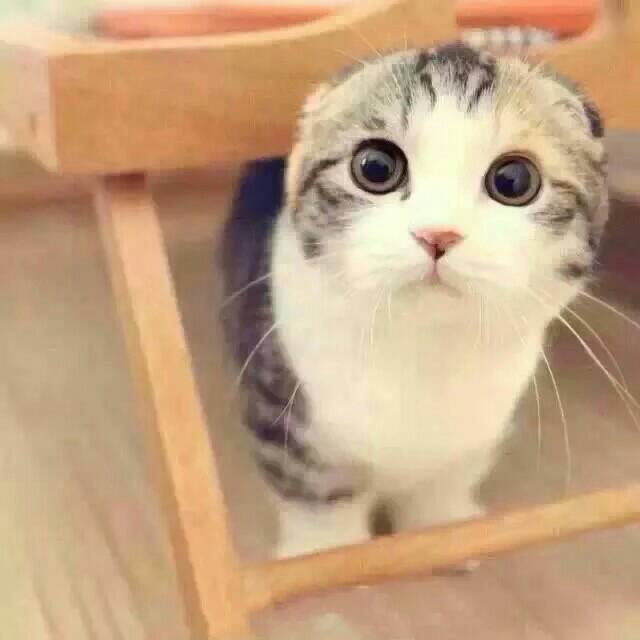猪猫世界的独特魅力探索，最新猪猫GV欣赏