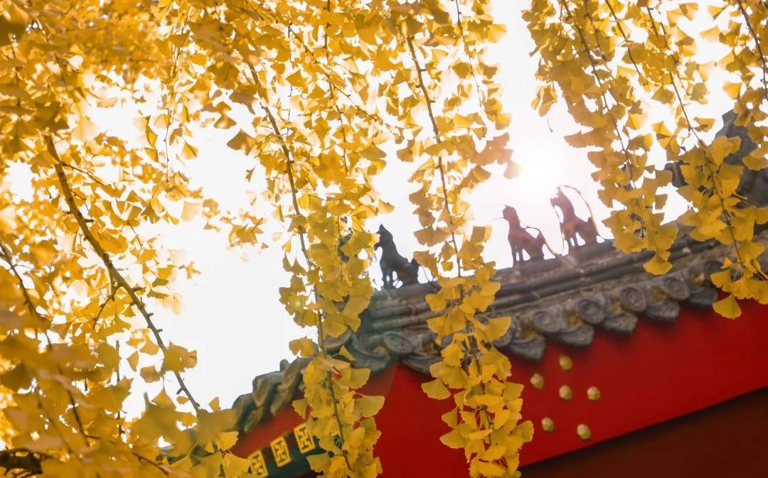 红墙最新，自然美景之旅，探寻内心平和静谧的轻松之旅