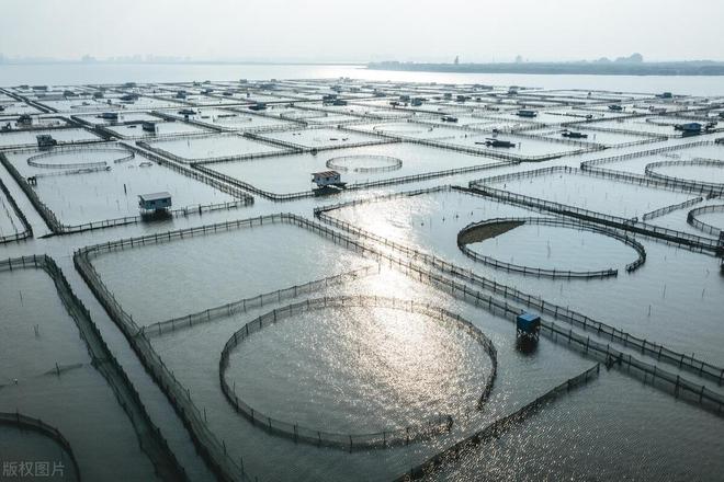 最新养殖水产技术革新及产业未来展望