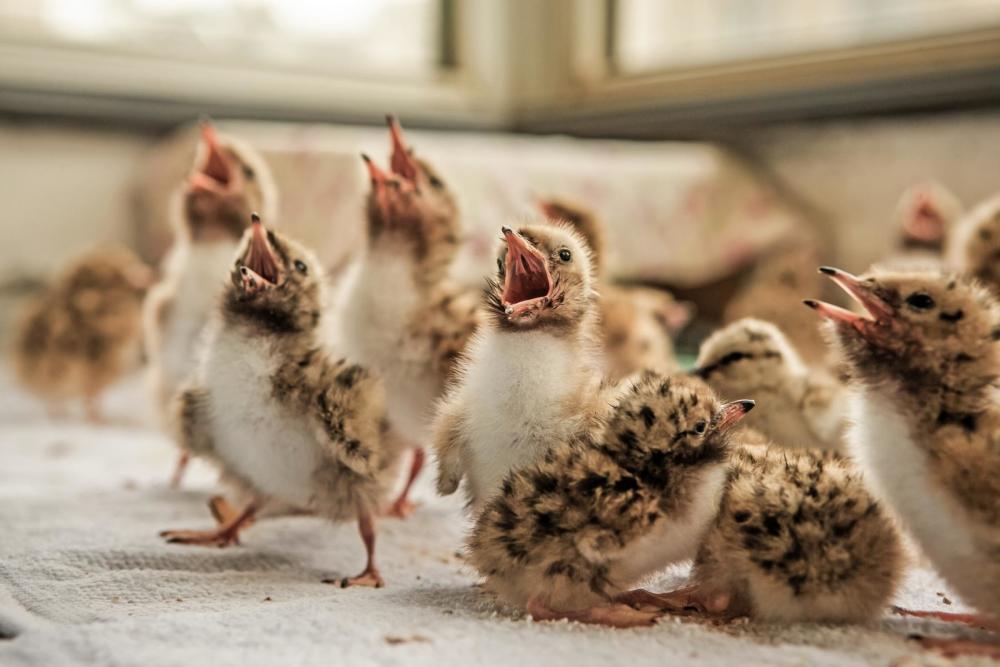 育雏最新资讯动态，探索育雏的新发展🐣