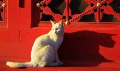 卖猫猫最新，自然美景探险之旅，寻找心灵平和与宁静之旅