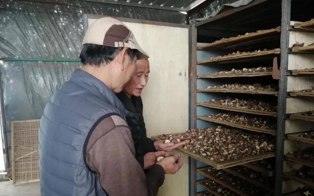 羊角蜜盛夏行情揭秘，甜蜜盛宴，你准备好了吗？