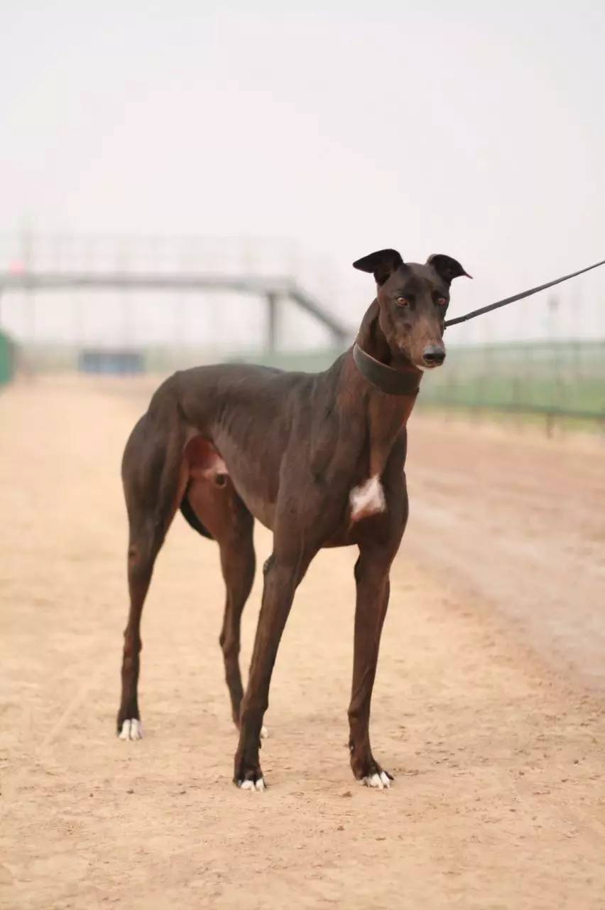 格力犬价格解析，全面洞悉市场价值及价格区间