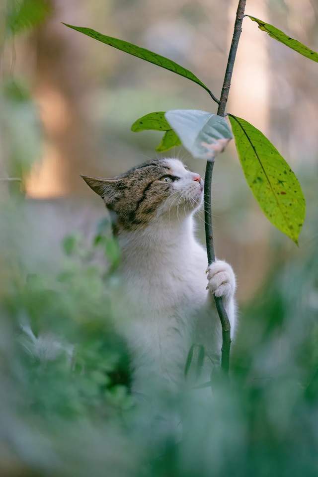 即时猫新动态，探索自然美景的鼓舞人心之旅启程了！