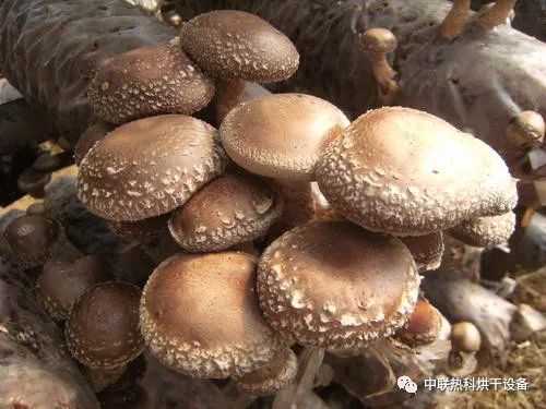香菇最新行情分析与趋势预测