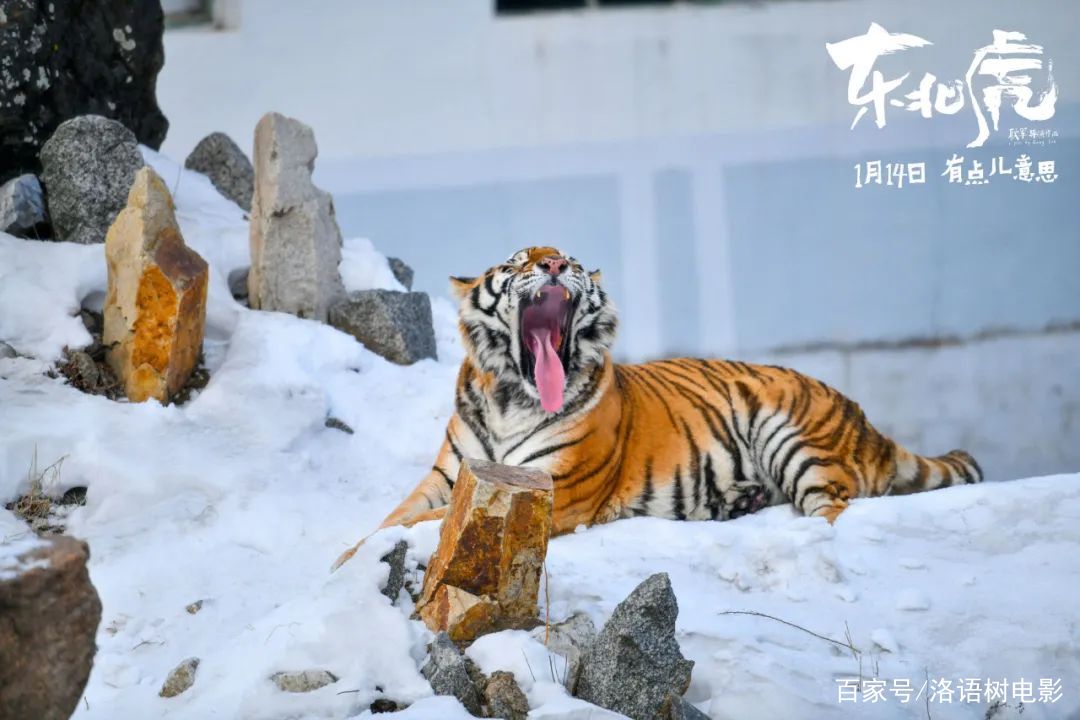 东北虎电影，时代印记与文化回响
