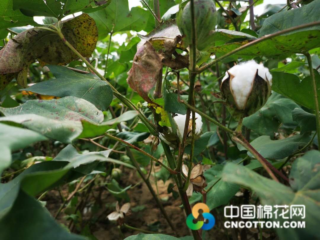 山东夏津最新棉籽价格动态更新及行情分析