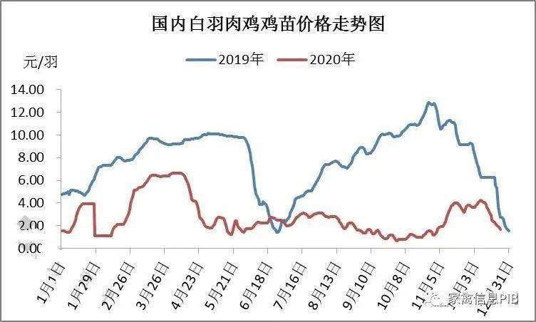 速成鸡毛鸡最新价格探讨与分析