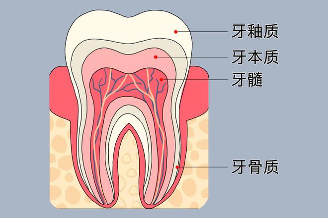 再生牙齿最新申报结果揭晓，开启未来牙齿修复新篇章